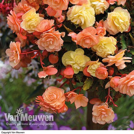 Begonia 'Fragrant Falls Improved™ - Apricot Delight'