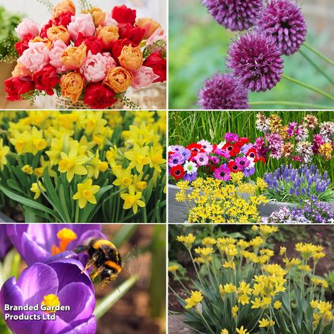 Bulb Super Saver Spring Flowering Collection