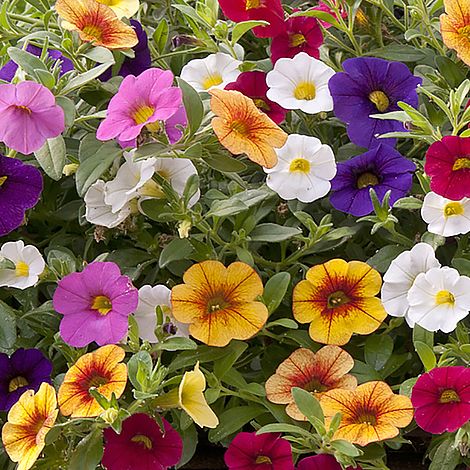 Calibrachoa 'Kabloom Mix' | Van Meuwen