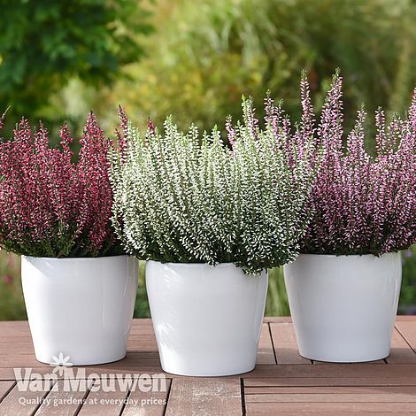 Beautiful pink flower heather frame (calluna vulgaris, erica, ling