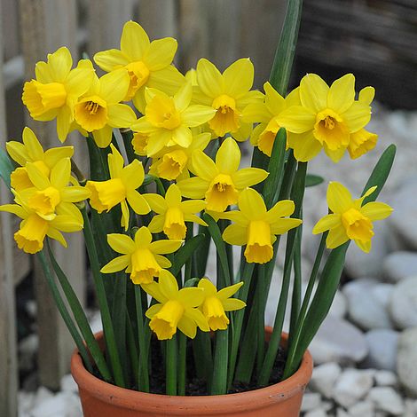 Daffodil Tête à Têtenarcissus