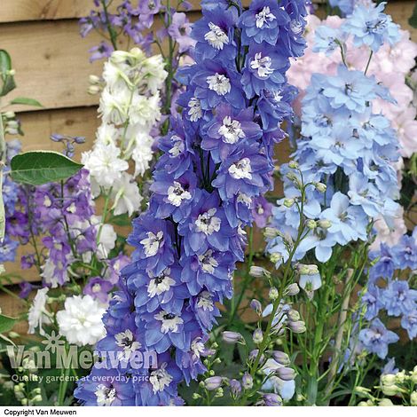 Delphinium 'Rising Stars Mixed' | Van Meuwen