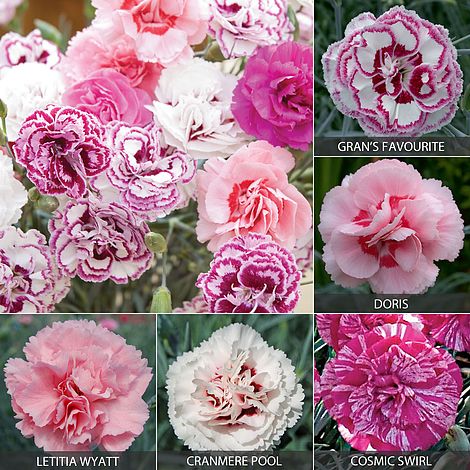 Dianthus Cottage Garden Collection Van Meuwen