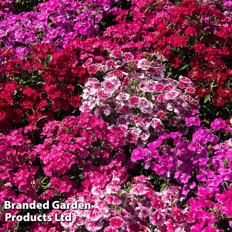 Dianthus 'Festival Mixed'