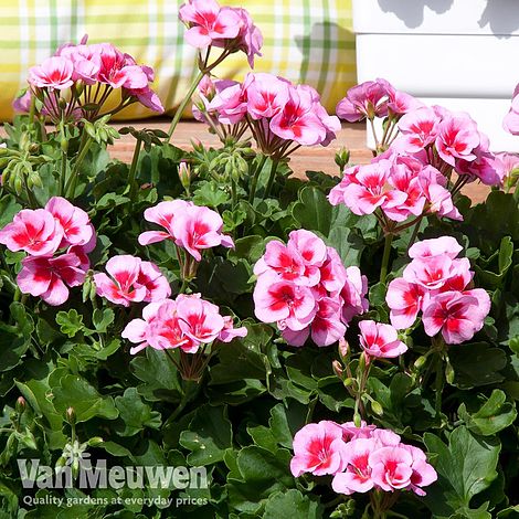 Geranium 'Flower Fairy Pink Splash'