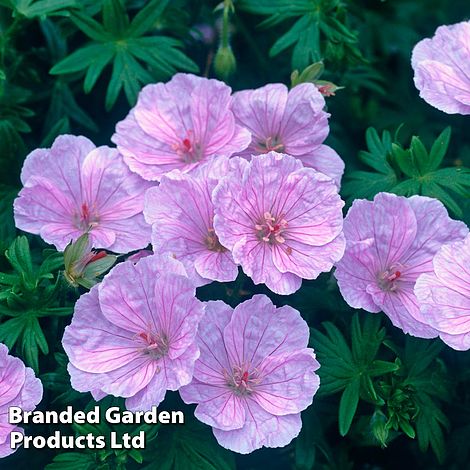 Geranium sanguineum var. striatum