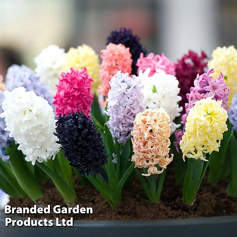 Hyacinth 'Pagoda Mix'