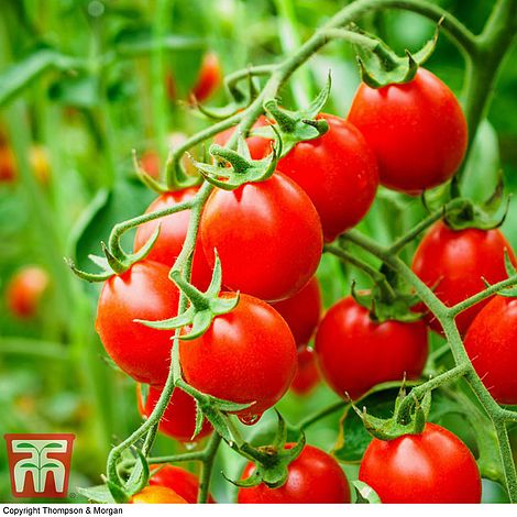 Organic Tomato 'Koralik' - Seeds
