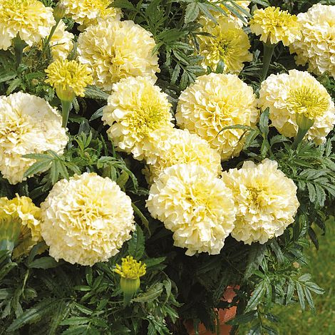 Marigold 'French Vanilla' (Garden ready) | Van Meuwen