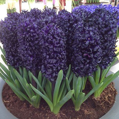 Hyacinth ‘Midnight Mystic’® | Van Meuwen