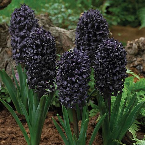 Hyacinth ‘Midnight Mystic’® | Van Meuwen