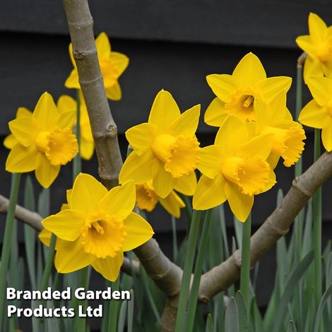 Narcissus 'Golden King Alfred'