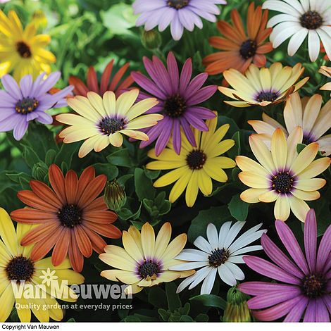 Osteospermum 'Grand Canyon Mixed' | Van Meuwen