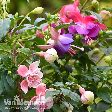 Fuchsia Trailing Pre Planted Patio Pot Van Meuwen