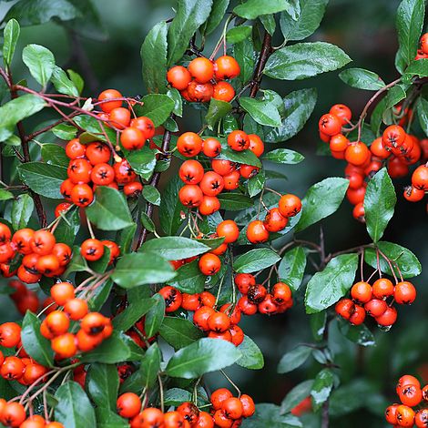 Pyracantha 'Orange Glow' | Van Meuwen