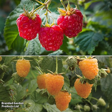 Raspberry Autumn Duo (Autumn Fruiting)