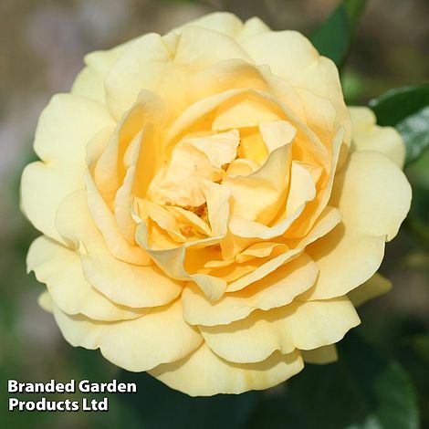 Rose 'Absolutely Fabulous' (Floribunda Rose)