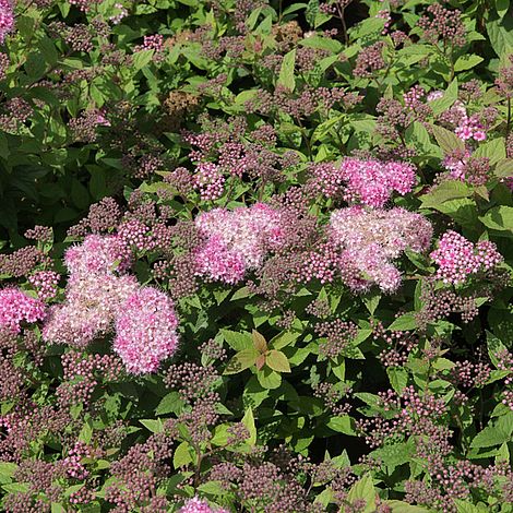 Spiraea japonica 'Nana' | Van Meuwen