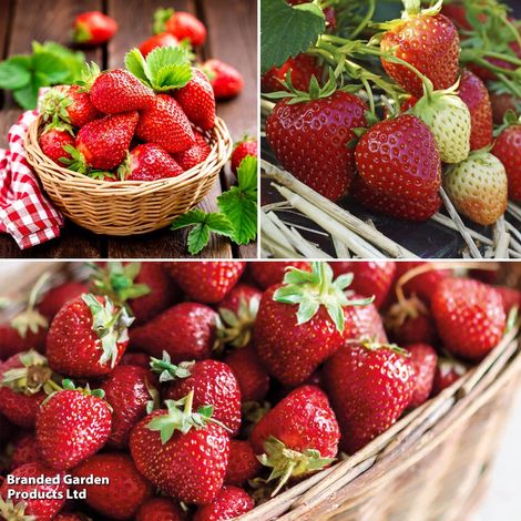 Strawberry 'British Grown Wimbledon Collection'