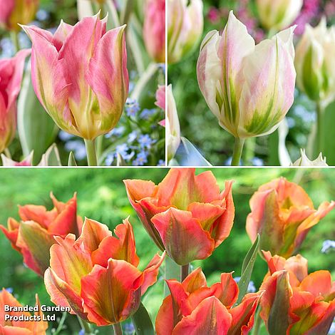 Tulip 'Artist Collection'