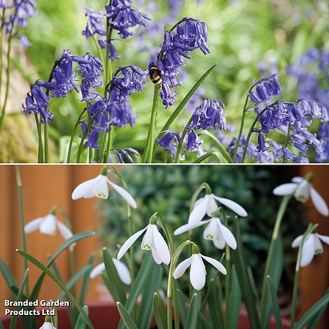 Woodland Garden Bulb Duo