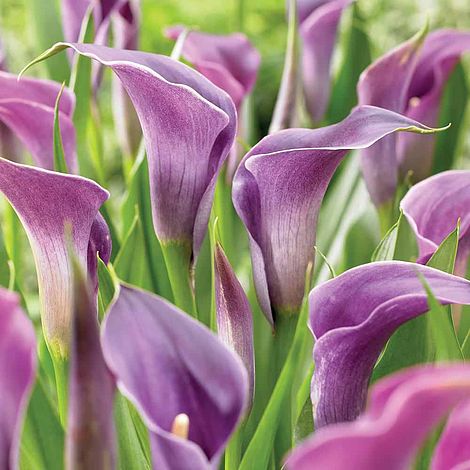 Arum Lily Amethyst Van Meuwen