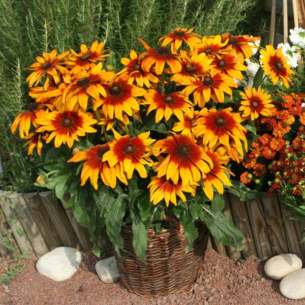 Rudbeckia 'Cappuccino'