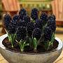 Hyacinth ‘Midnight Mystic’® | Van Meuwen