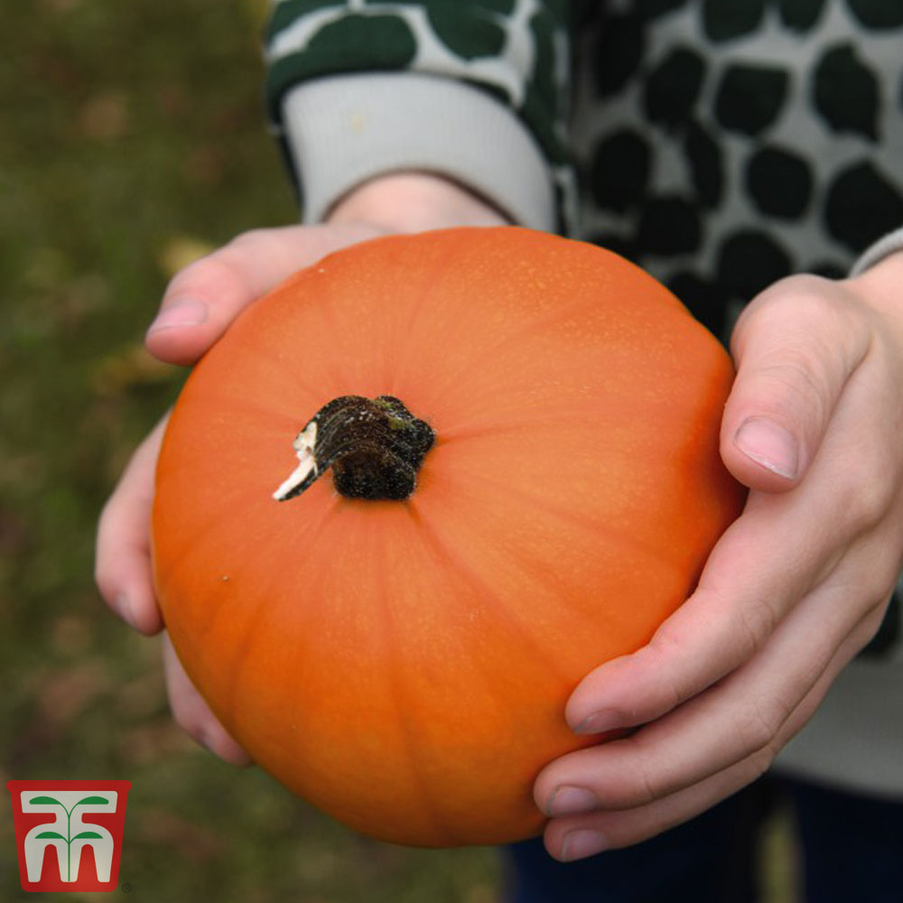 Pumpkin 'Wee Be Little'