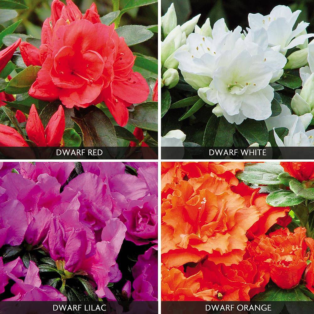 Azalea 'Dwarf Collection' | Van Meuwen