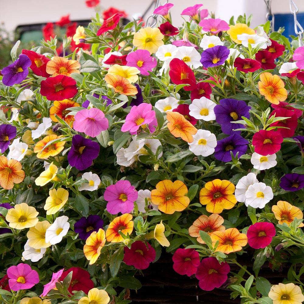 Calibrachoa 'Calabria Mix' | Van Meuwen