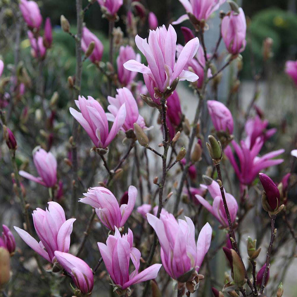 Magnolia 'Susan' Van Meuwen