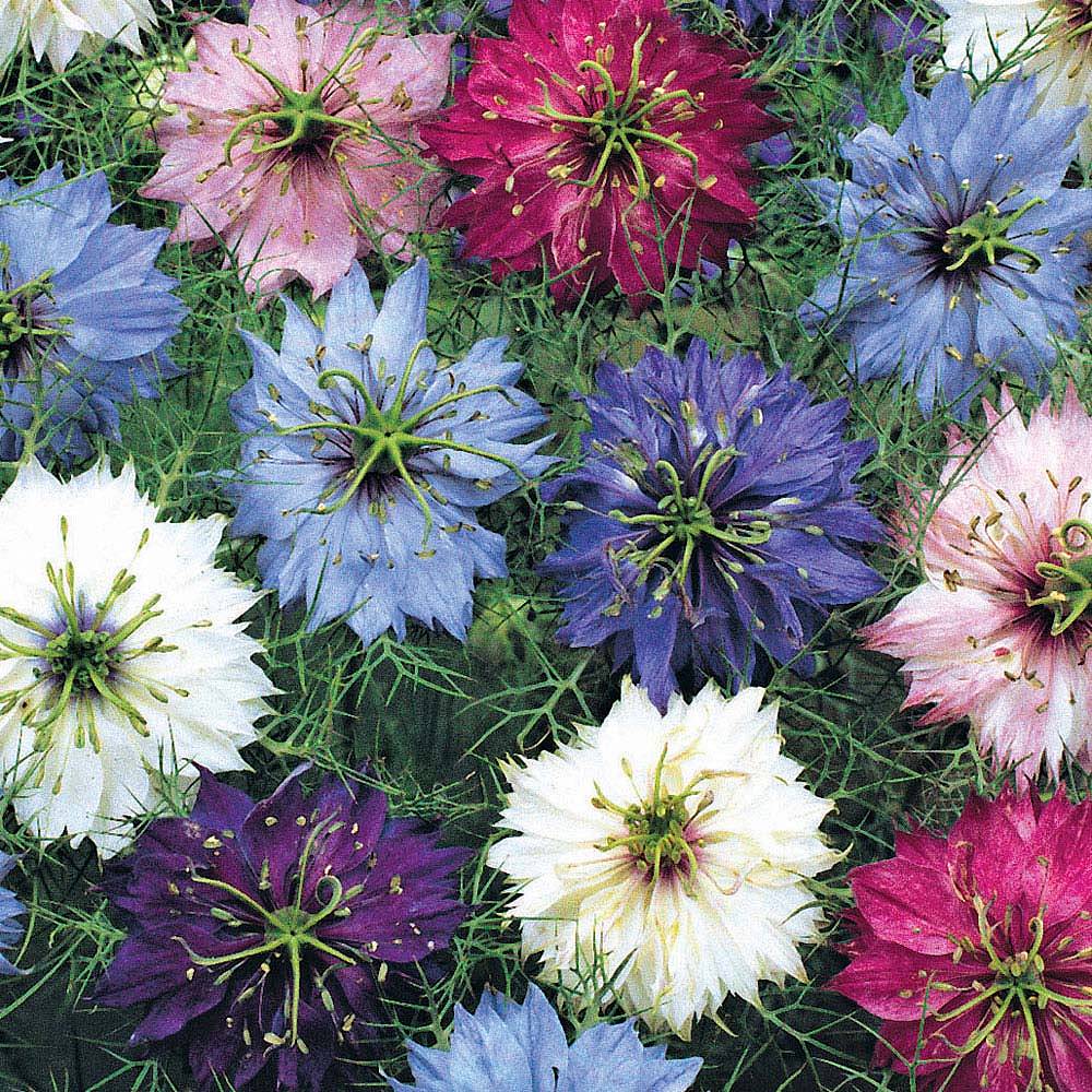 Nigella damascena 'Persian Jewels Mixed' (Seeds) | Van Meuwen