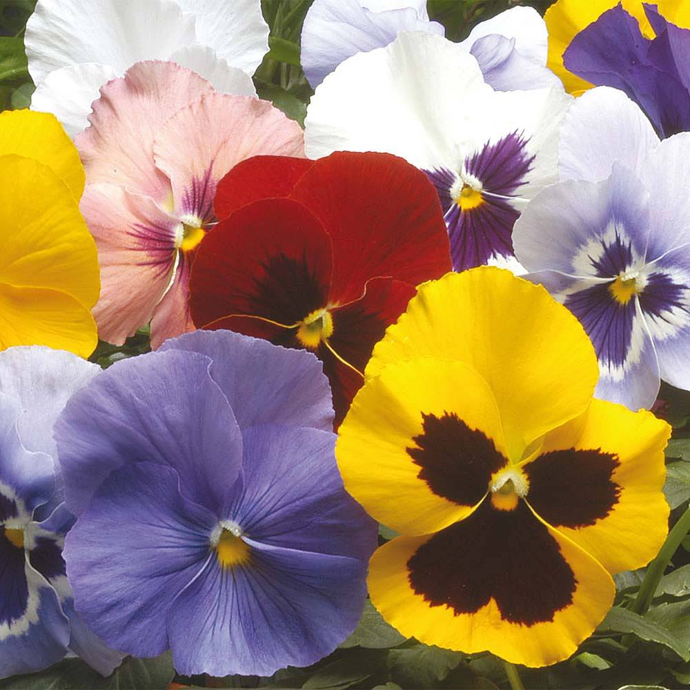 Pansy 'Winter Flowering Super Mix' | Van Meuwen