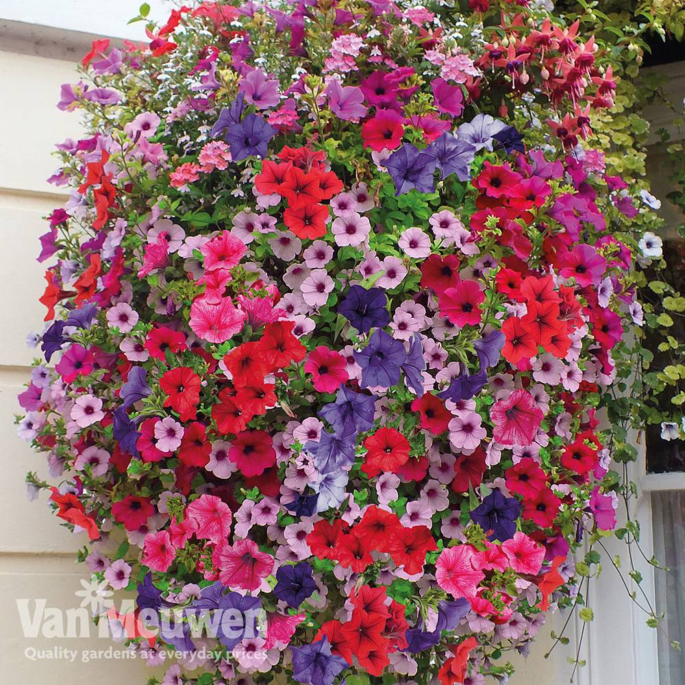 Petunia Surfinia® Collection | Van Meuwen