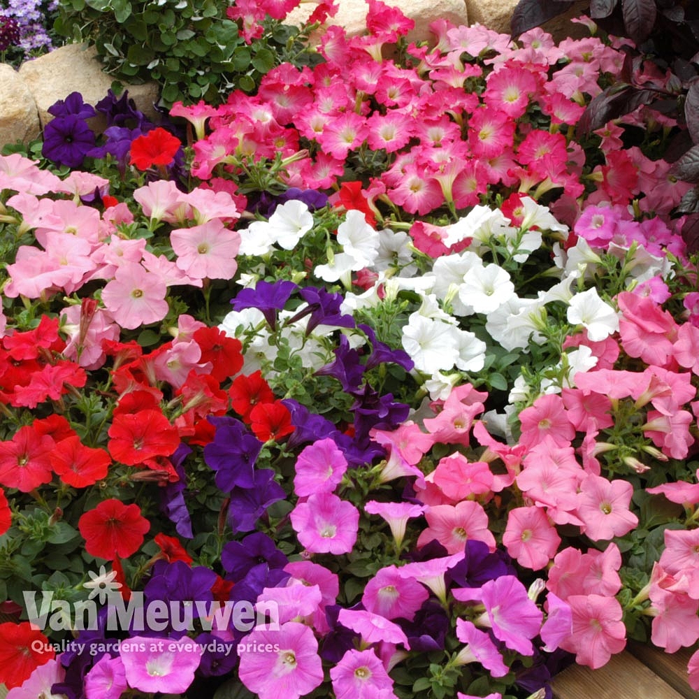 Petunia 'Bedding Mix' | Van Meuwen