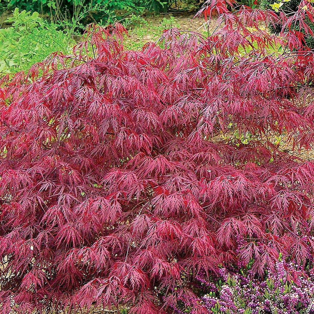 Acer palmatum var. dissectum 'Rubrum' | Van Meuwen