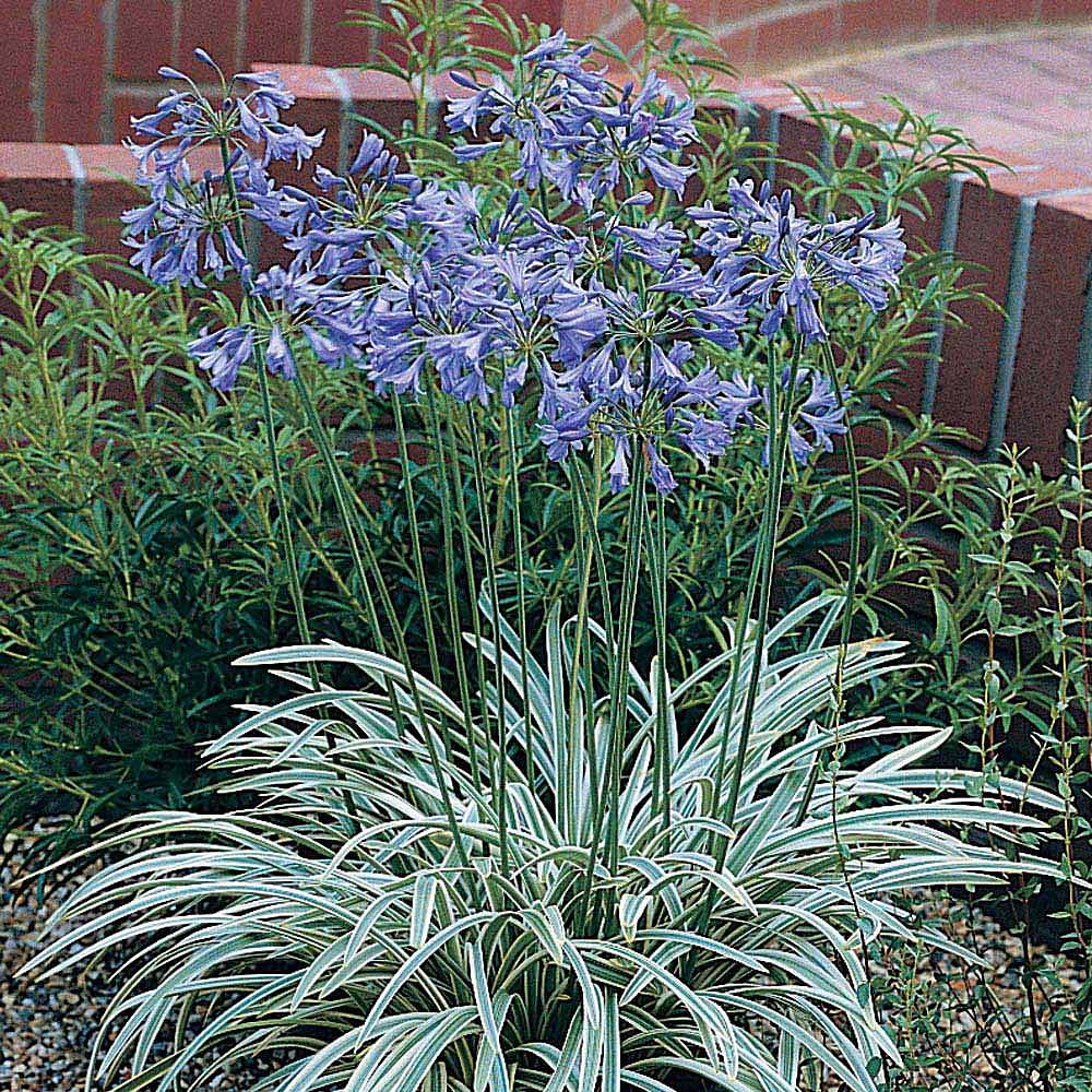 Agapanthus 'Silver Moon' | Van Meuwen