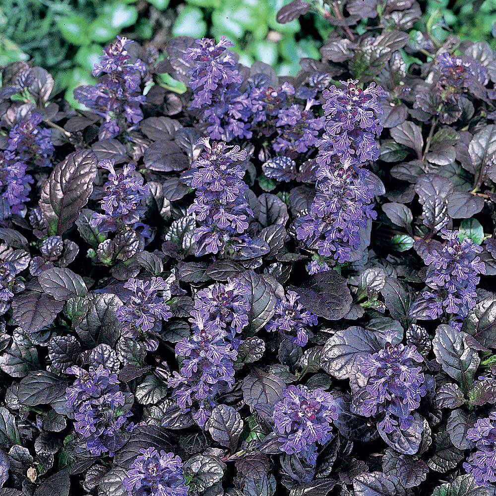 Ajuga Reptans 'Braunherz' | Van Meuwen