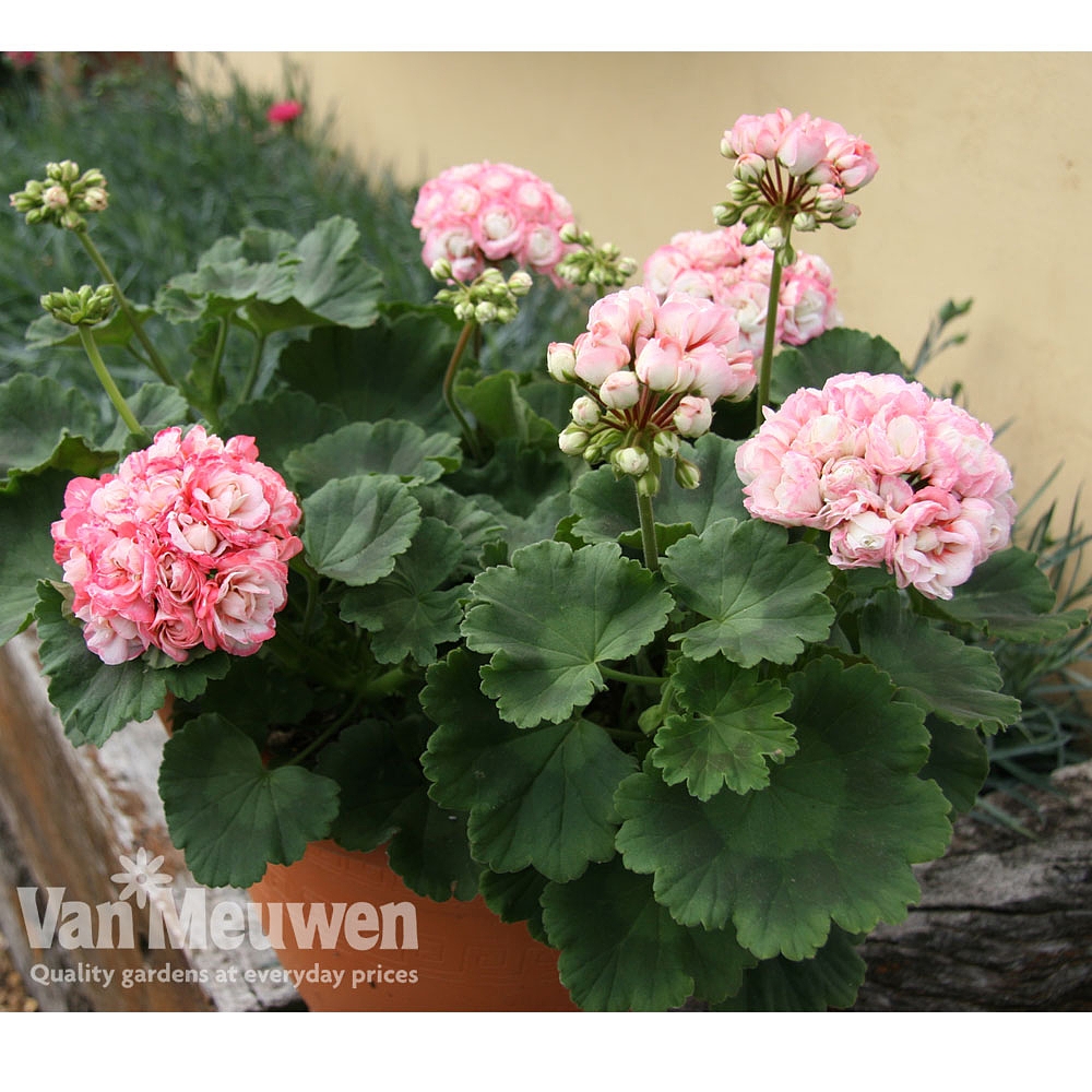 Geranium Appleblossom Van Meuwen