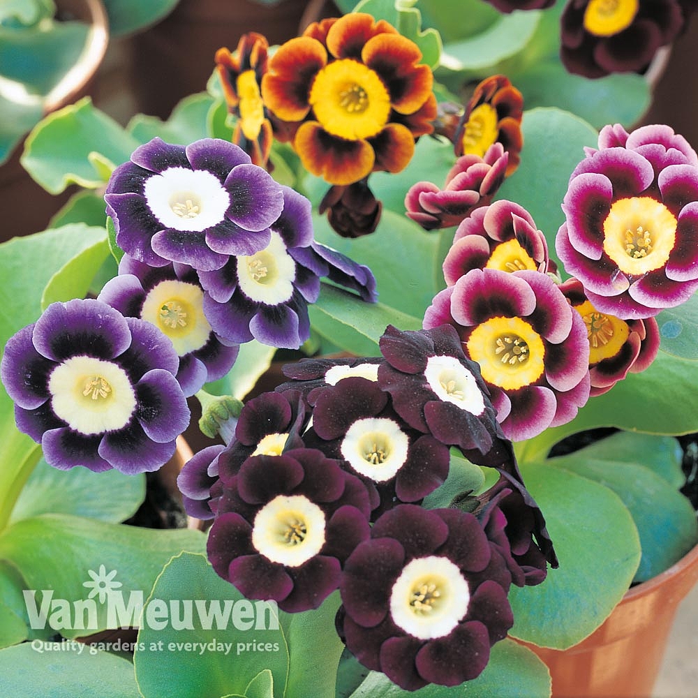 auricula from seed