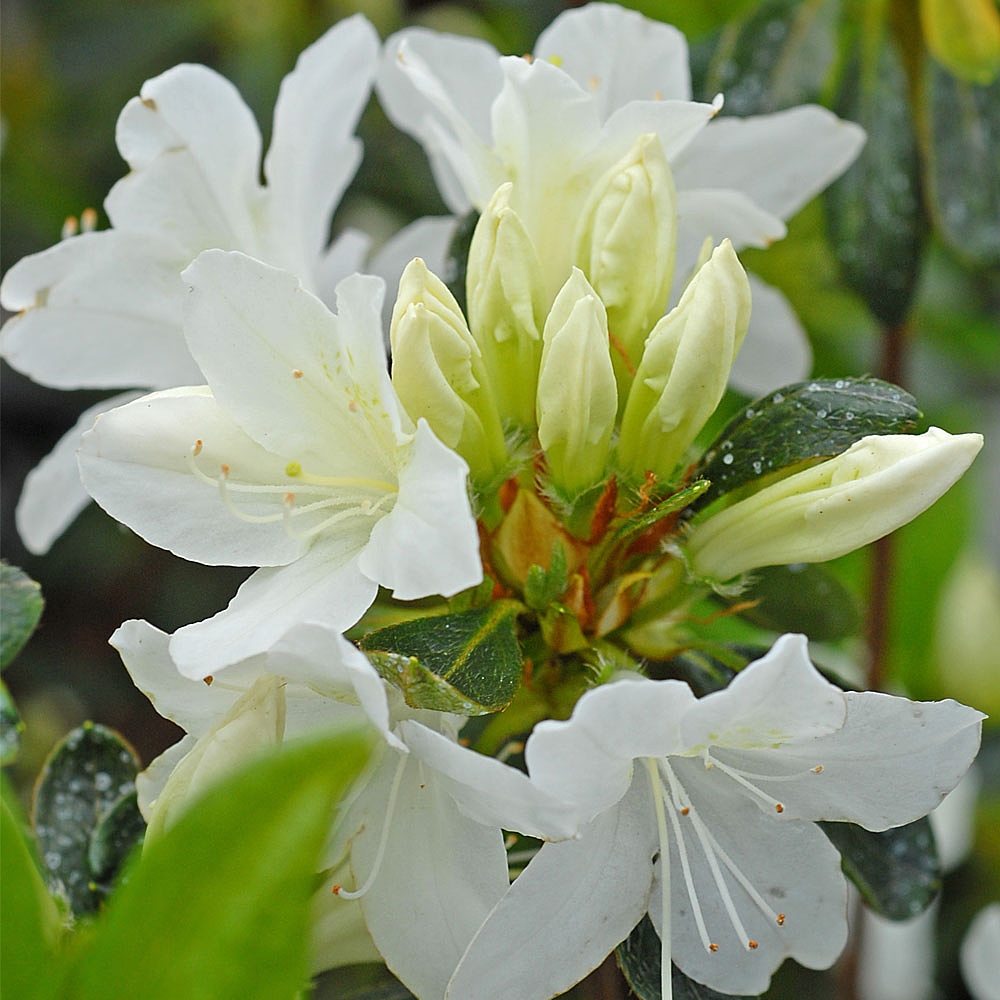 Azalea japonica 'Snow White' (Patio Standard) | Van Meuwen