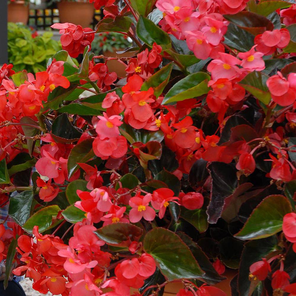 Begonia 'Whopper Mix' Pre-planted Pot | Van Meuwen