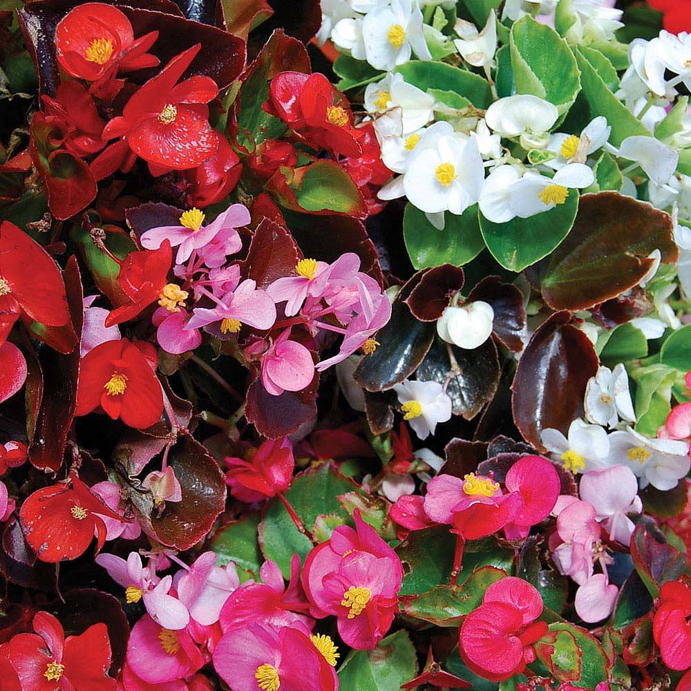 Begonia semperflorens 'Sun Shade Mix' F2 Hybrid (Seeds) | Van Meuwen