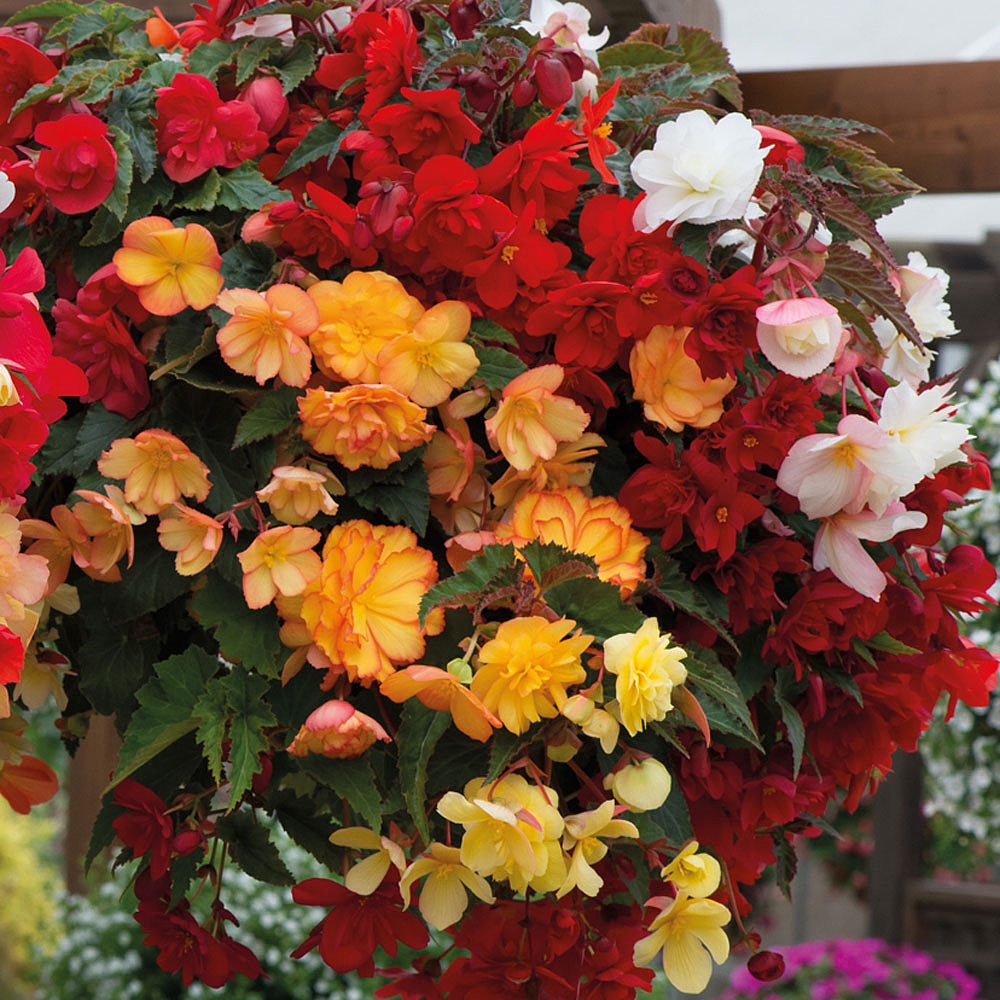 Begonia Illumination Mixed | Van Meuwen