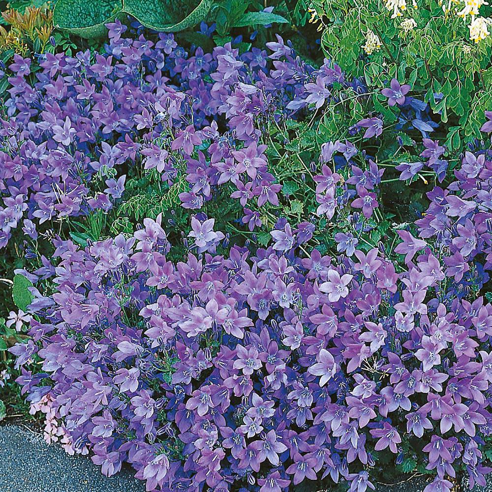 Campanula carpatica 'Blue Clips' | Van Meuwen