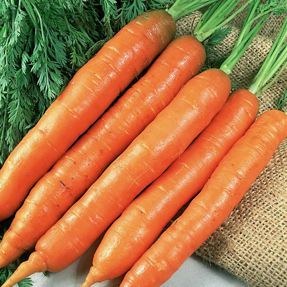 Carrot 'Early Nantes 2' (Seeds) | Van Meuwen