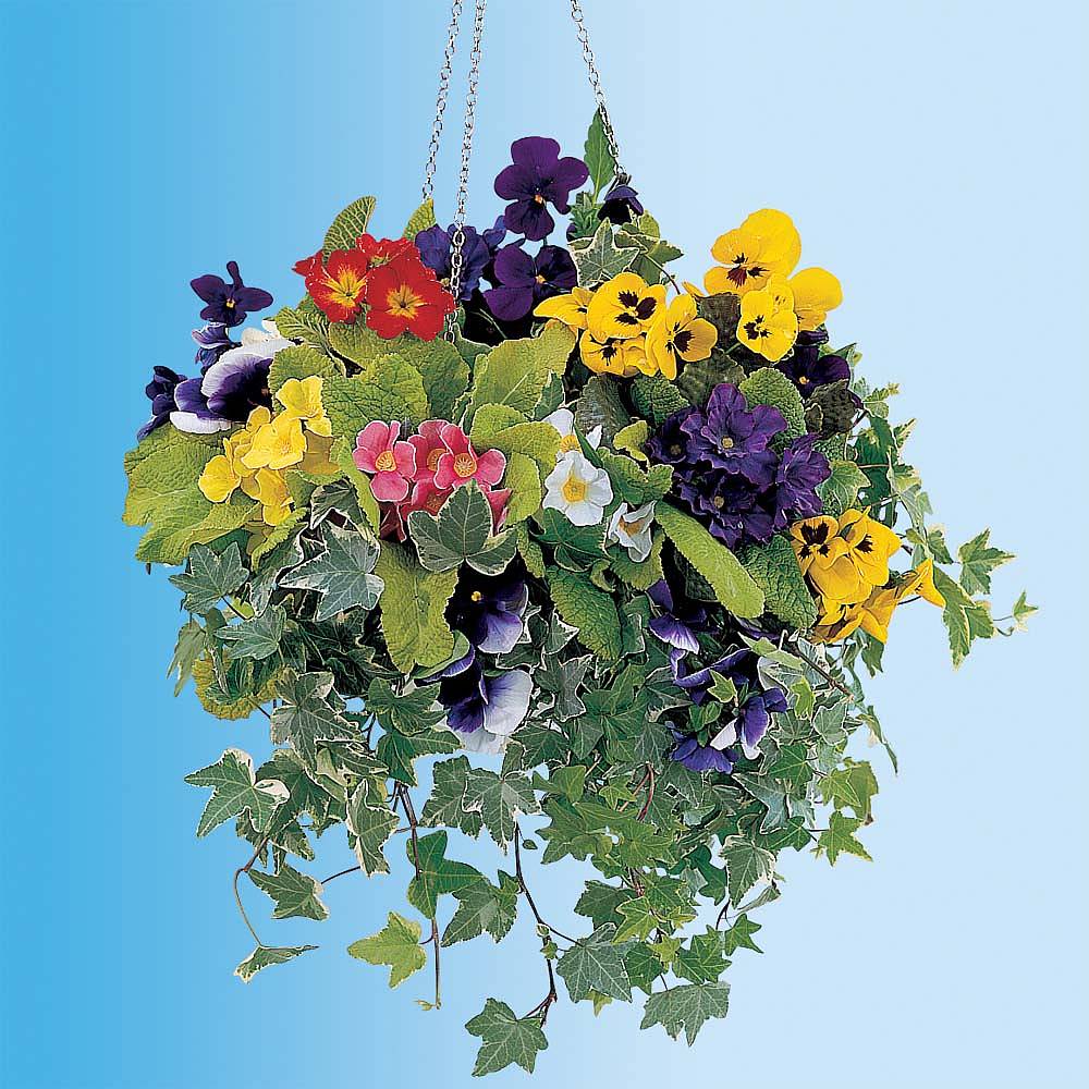 Hanging Basket Collection Winter Van Meuwen   Z Coll 70950v A H 