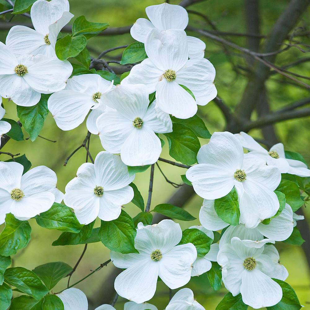 Cornus 'Eddie's White Wonder' | Van Meuwen