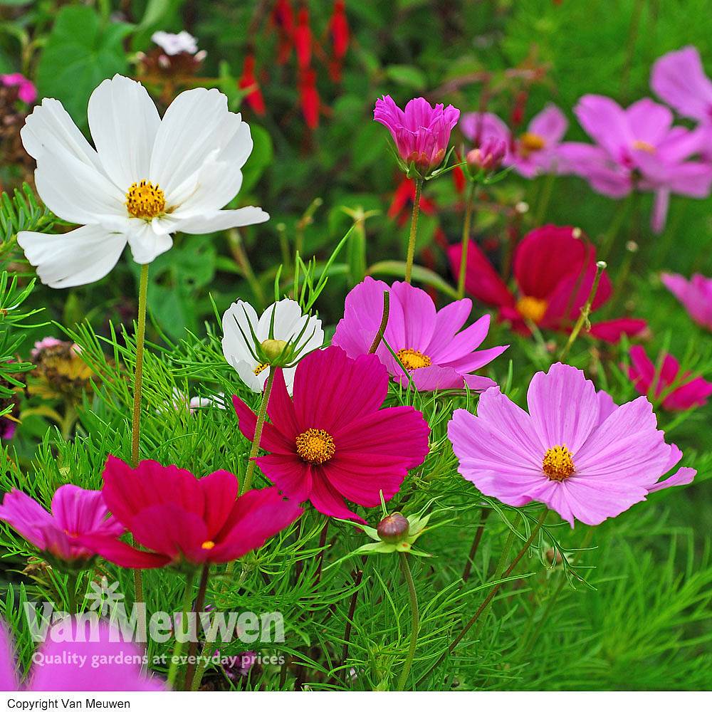 Cosmos 'Sonata Mixed' | Van Meuwen